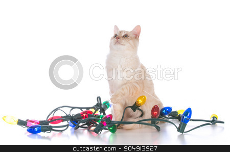 To use this stock image in your creative project, please select the size you need over to the right and click the "Add to Cart" button.
Your downloaded image will come with the Cutcaster watermark removed so don’t worry about the watermark you see on this page. christmas kitten stock photo, christmas kitten tangled in lights on white background by John McAllister