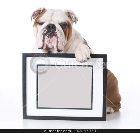 To use this stock image in your creative project, please select the size you need over to the right and click the "Add to Cart" button.
Your downloaded image will come with the Cutcaster watermark removed so don’t worry about the watermark you see on this page. dog holding picture stock photo, bulldog holding picture frame with room for copyspace on white background by John McAllister