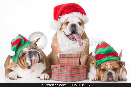 To use this stock image in your creative project, please select the size you need over to the right and click the "Add to Cart" button.
Your downloaded image will come with the Cutcaster watermark removed so don’t worry about the watermark you see on this page. christmas dogs stock photo, three bulldogs wearing santa and elf costumes on white background by John McAllister
