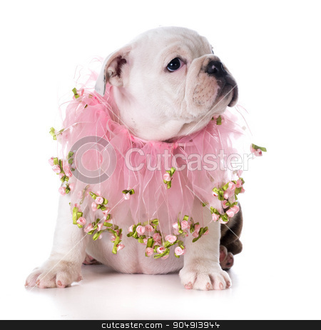 To use this stock image in your creative project, please select the size you need over to the right and click the "Add to Cart" button.
Your downloaded image will come with the Cutcaster watermark removed so don’t worry about the watermark you see on this page. female puppy stock photo, female bulldog puppy sitting on white background by John McAllister