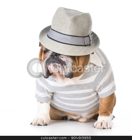 To use this stock image in your creative project, please select the size you need over to the right and click the "Add to Cart" button.
Your downloaded image will come with the Cutcaster watermark removed so don’t worry about the watermark you see on this page. male bulldog stock photo, male bulldog wearing fedora sitting on white background by John McAllister