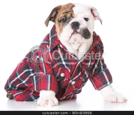 To use this stock image in your creative project, please select the size you need over to the right and click the "Add to Cart" button.
Your downloaded image will come with the Cutcaster watermark removed so don’t worry about the watermark you see on this page. cute puppy stock photo, cute bulldog puppy wearing a plaid shirt on white background by John McAllister