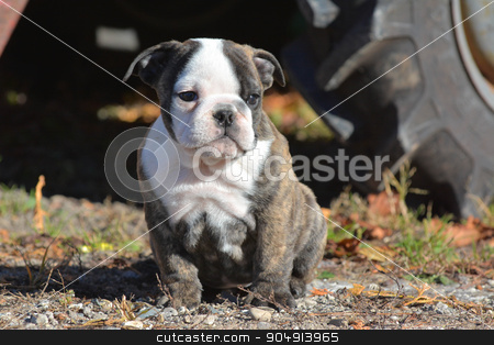 To use this stock image in your creative project, please select the size you need over to the right and click the "Add to Cart" button.
Your downloaded image will come with the Cutcaster watermark removed so don’t worry about the watermark you see on this page. bulldog puppy stock photo, bulldog puppy outdoors sitting by a tractor by John McAllister