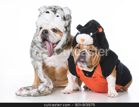 To use this stock image in your creative project, please select the size you need over to the right and click the "Add to Cart" button.
Your downloaded image will come with the Cutcaster watermark removed so don’t worry about the watermark you see on this page. dog and cat stock photo, two bulldogs wearing dog and cat costumes on white background by John McAllister