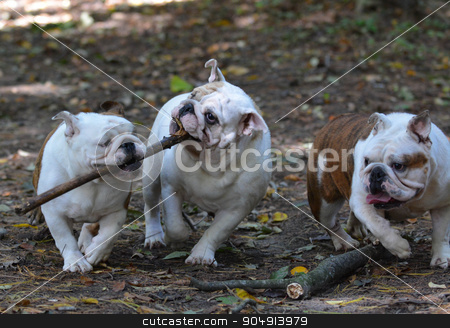 To use this stock image in your creative project, please select the size you need over to the right and click the "Add to Cart" button.
Your downloaded image will come with the Cutcaster watermark removed so don’t worry about the watermark you see on this page. dogs playing stock photo, three bulldogs playing outside in the woods in autumn by John McAllister
