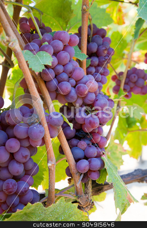 To use this stock image in your creative project, please select the size you need over to the right and click the "Add to Cart" button.
Your downloaded image will come with the Cutcaster watermark removed so don’t worry about the watermark you see on this page. Wine grapes stock photo, Wine grapes on the vine by Digifoodstock
