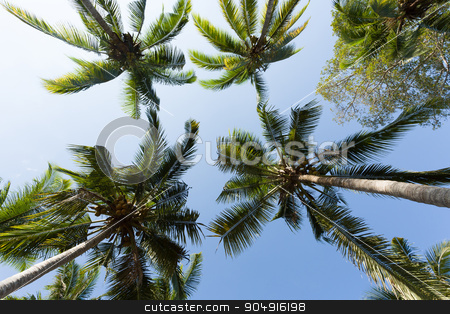 To use this stock image in your creative project, please select the size you need over to the right and click the "Add to Cart" button.
Your downloaded image will come with the Cutcaster watermark removed so don’t worry about the watermark you see on this page. coco-palm tree against blue sky stock photo, coco-palm tree against blue sky, Indonesia Bali, with blue sky by Artush