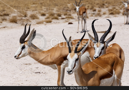 To use this stock image in your creative project, please select the size you need over to the right and click the "Add to Cart" button.
Your downloaded image will come with the Cutcaster watermark removed so don’t worry about the watermark you see on this page. herd of springbok in Etosha stock photo, herd of springbok in Etosha national park, Namibia by Artush