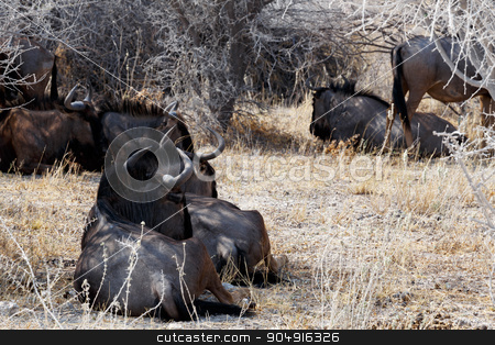 To use this stock image in your creative project, please select the size you need over to the right and click the "Add to Cart" button.
Your downloaded image will come with the Cutcaster watermark removed so don’t worry about the watermark you see on this page. wild Wildebeest Gnu stock photo, wild Wildebeest Gnu standing in desert, Etosha Park, Namibia, true wildlife by Artush