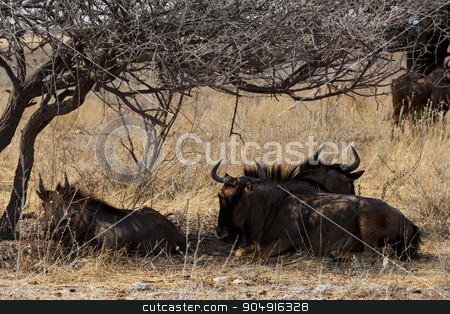 To use this stock image in your creative project, please select the size you need over to the right and click the "Add to Cart" button.
Your downloaded image will come with the Cutcaster watermark removed so don’t worry about the watermark you see on this page. wild Wildebeest Gnu stock photo, wild Wildebeest Gnu standing in desert, Etosha Park, Namibia, true wildlife by Artush