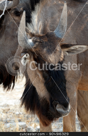 To use this stock image in your creative project, please select the size you need over to the right and click the "Add to Cart" button.
Your downloaded image will come with the Cutcaster watermark removed so don’t worry about the watermark you see on this page. wild Wildebeest Gnu stock photo, wild Wildebeest Gnu standing in desert, Etosha Park, Namibia, true wildlife by Artush