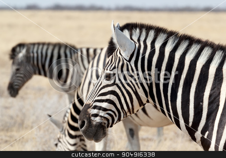 To use this stock image in your creative project, please select the size you need over to the right and click the "Add to Cart" button.
Your downloaded image will come with the Cutcaster watermark removed so don’t worry about the watermark you see on this page. herd of Zebra in african bush stock photo, herd of Zebra in african bush. Etosha national Park, Ombika, Kunene, Namibia. Wildlife. by Artush