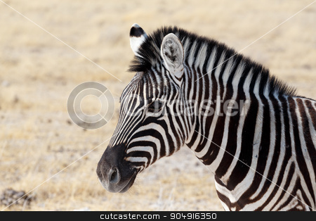 To use this stock image in your creative project, please select the size you need over to the right and click the "Add to Cart" button.
Your downloaded image will come with the Cutcaster watermark removed so don’t worry about the watermark you see on this page. Zebra in african bush stock photo, Zebra in african bush. Etosha national Park, Ombika, Kunene, Namibia. Wildlife. by Artush