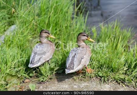 To use this stock image in your creative project, please select the size you need over to the right and click the "Add to Cart" button.
Your downloaded image will come with the Cutcaster watermark removed so don’t worry about the watermark you see on this page. two ducks on river bank stock photo, nature, ornithology and birds concept - two ducks on river bank by Syda Productions