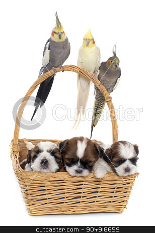 To use this stock image in your creative project, please select the size you need over to the right and click the "Add to Cart" button.
Your downloaded image will come with the Cutcaster watermark removed so don’t worry about the watermark you see on this page. three cockatiel and dogs stock photo, three cockatiel and dog in front of white background by Bonzami Emmanuelle