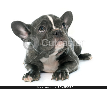 To use this stock image in your creative project, please select the size you need over to the right and click the "Add to Cart" button.
Your downloaded image will come with the Cutcaster watermark removed so don’t worry about the watermark you see on this page. puppy french bulldog stock photo, puppy french bulldog in front of white background by Bonzami Emmanuelle
