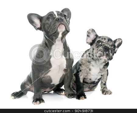 To use this stock image in your creative project, please select the size you need over to the right and click the "Add to Cart" button.
Your downloaded image will come with the Cutcaster watermark removed so don’t worry about the watermark you see on this page. puppies french bulldog stock photo, puppies french bulldog in front of white background by Bonzami Emmanuelle