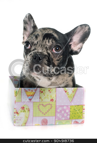 To use this stock image in your creative project, please select the size you need over to the right and click the "Add to Cart" button.
Your downloaded image will come with the Cutcaster watermark removed so don’t worry about the watermark you see on this page. puppy french bulldog stock photo, puppy french bulldog in front of white background by Bonzami Emmanuelle