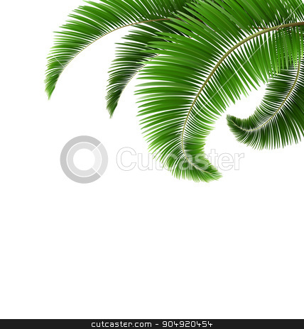 To use this stock image in your creative project, please select the size you need over to the right and click the "Add to Cart" button.
Your downloaded image will come with the Cutcaster watermark removed so don’t worry about the watermark you see on this page. Green Palm Tree Leaves Isolated on White stock vector clipart, Green Palm Tree Leaves Isolated on White Background by Makkuro_GL