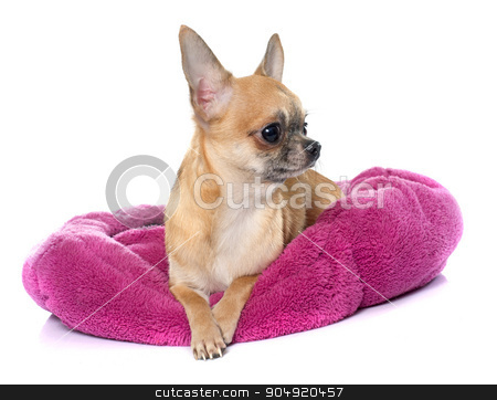 To use this stock image in your creative project, please select the size you need over to the right and click the "Add to Cart" button.
Your downloaded image will come with the Cutcaster watermark removed so don’t worry about the watermark you see on this page. purebred puppy chihuahua stock photo, purebred puppy chihuahua in front of white background by Bonzami Emmanuelle