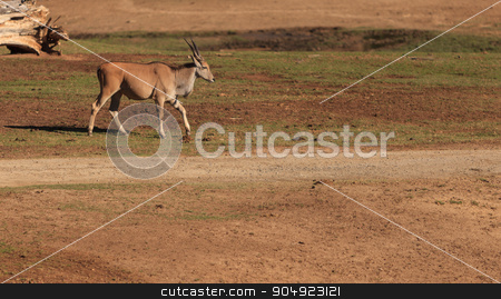 To use this stock image in your creative project, please select the size you need over to the right and click the "Add to Cart" button.
Your downloaded image will come with the Cutcaster watermark removed so don’t worry about the watermark you see on this page. Grant’s gazelle, Nanger granti stock photo, Grant’s gazelle, Nanger granti, is found in northern Tanzania, Africa by Stephanie Starr