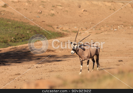 To use this stock image in your creative project, please select the size you need over to the right and click the "Add to Cart" button.
Your downloaded image will come with the Cutcaster watermark removed so don’t worry about the watermark you see on this page. Gemsbok, Oryx gazelle stock photo, Gemsbok, Oryx gazelle, is golden brown with a face mask and horns, and can be found in South Africa by Stephanie Starr