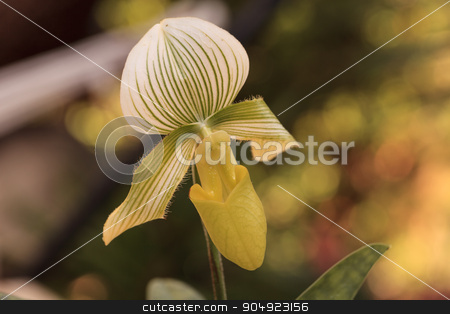 To use this stock image in your creative project, please select the size you need over to the right and click the "Add to Cart" button.
Your downloaded image will come with the Cutcaster watermark removed so don’t worry about the watermark you see on this page. Lady Slipper Orchid flower Paphiopedilum stock photo, Lady Slipper Orchid flower Paphiopedilum blooms in a greenhouse in spring by Stephanie Starr