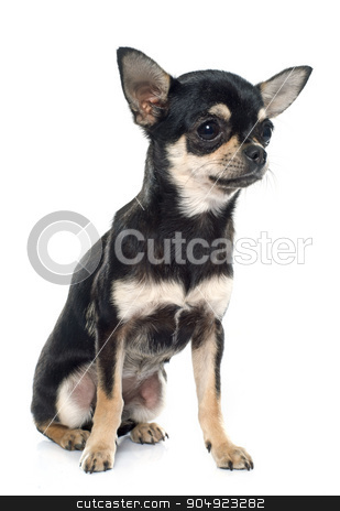 To use this stock image in your creative project, please select the size you need over to the right and click the "Add to Cart" button.
Your downloaded image will come with the Cutcaster watermark removed so don’t worry about the watermark you see on this page. purebred puppy chihuahua stock photo, purebred puppy chihuahua in front of white background by Bonzami Emmanuelle