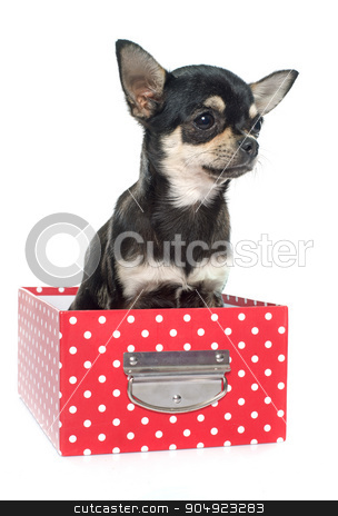 To use this stock image in your creative project, please select the size you need over to the right and click the "Add to Cart" button.
Your downloaded image will come with the Cutcaster watermark removed so don’t worry about the watermark you see on this page. purebred puppy chihuahua stock photo, purebred puppy chihuahua in front of white background by Bonzami Emmanuelle