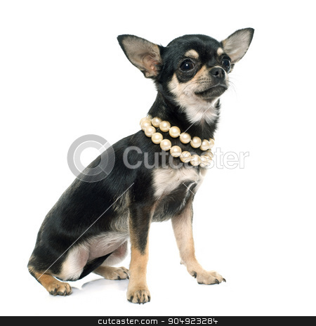 To use this stock image in your creative project, please select the size you need over to the right and click the "Add to Cart" button.
Your downloaded image will come with the Cutcaster watermark removed so don’t worry about the watermark you see on this page. purebred puppy chihuahua stock photo, purebred puppy chihuahua in front of white background by Bonzami Emmanuelle