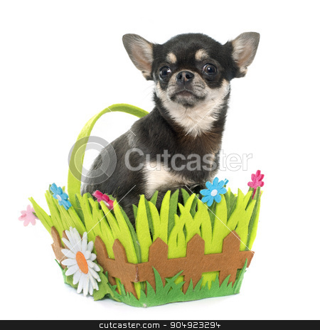 To use this stock image in your creative project, please select the size you need over to the right and click the "Add to Cart" button.
Your downloaded image will come with the Cutcaster watermark removed so don’t worry about the watermark you see on this page. purebred puppy chihuahua stock photo, purebred puppy chihuahua in front of white background by Bonzami Emmanuelle
