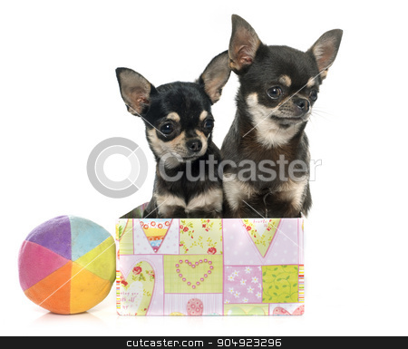 To use this stock image in your creative project, please select the size you need over to the right and click the "Add to Cart" button.
Your downloaded image will come with the Cutcaster watermark removed so don’t worry about the watermark you see on this page. purebred puppies chihuahua stock photo, purebred puppies chihuahua in front of white background by Bonzami Emmanuelle
