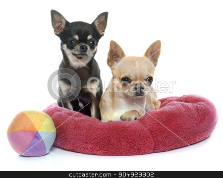 To use this stock image in your creative project, please select the size you need over to the right and click the "Add to Cart" button.
Your downloaded image will come with the Cutcaster watermark removed so don’t worry about the watermark you see on this page. purebred puppies chihuahua stock photo, purebred puppies chihuahua in front of white background by Bonzami Emmanuelle