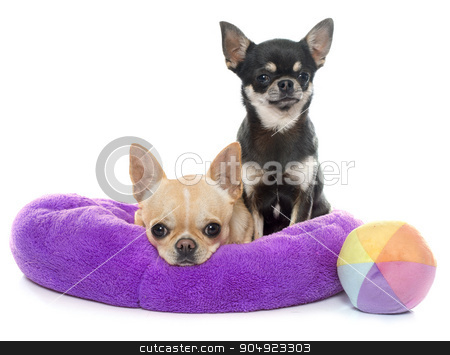 To use this stock image in your creative project, please select the size you need over to the right and click the "Add to Cart" button.
Your downloaded image will come with the Cutcaster watermark removed so don’t worry about the watermark you see on this page. purebred puppies chihuahua stock photo, purebred puppies chihuahua in front of white background by Bonzami Emmanuelle