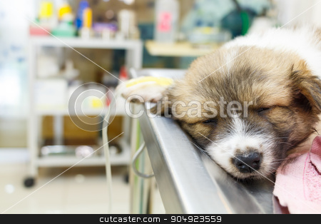 To use this stock image in your creative project, please select the size you need over to the right and click the "Add to Cart" button.
Your downloaded image will come with the Cutcaster watermark removed so don’t worry about the watermark you see on this page. illness puppy with intravenous drip on operating table stock photo, illness puppy with intravenous drip on operating table in veterinarian's clinic by stockdevil