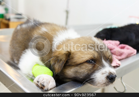 To use this stock image in your creative project, please select the size you need over to the right and click the "Add to Cart" button.
Your downloaded image will come with the Cutcaster watermark removed so don’t worry about the watermark you see on this page. illness puppy(Thai Bangkaew Dog) with catheter at its leg stock photo, illness puppy(Thai Bangkaew Dog) with catheter at its leg on operating table in veterinary clinic by stockdevil