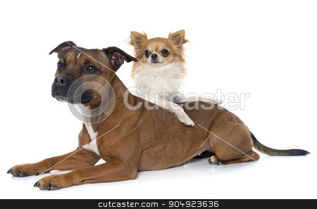 To use this stock image in your creative project, please select the size you need over to the right and click the "Add to Cart" button.
Your downloaded image will come with the Cutcaster watermark removed so don’t worry about the watermark you see on this page. stafforshire bull terrier and chihuahua stock photo, stafforshire bull terrier and chihuahua in front of white background by Bonzami Emmanuelle