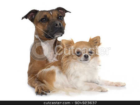To use this stock image in your creative project, please select the size you need over to the right and click the "Add to Cart" button.
Your downloaded image will come with the Cutcaster watermark removed so don’t worry about the watermark you see on this page. stafforshire bull terrier and chihuahua stock photo, stafforshire bull terrier and chihuahua in front of white background by Bonzami Emmanuelle
