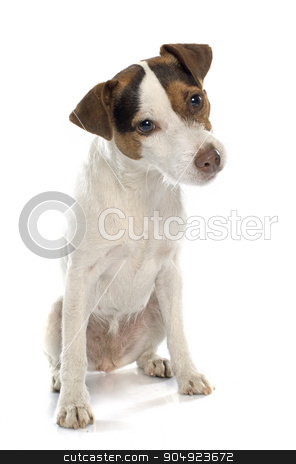 To use this stock image in your creative project, please select the size you need over to the right and click the "Add to Cart" button.
Your downloaded image will come with the Cutcaster watermark removed so don’t worry about the watermark you see on this page. jack russel terrier stock photo, jack russel terrier in front of white background by Bonzami Emmanuelle