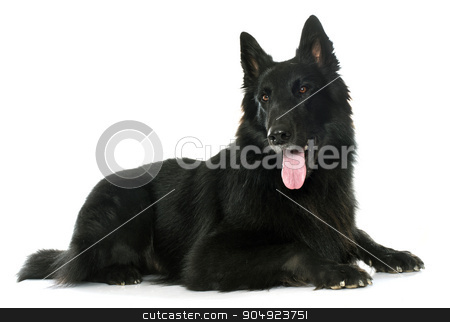 To use this stock image in your creative project, please select the size you need over to the right and click the "Add to Cart" button.
Your downloaded image will come with the Cutcaster watermark removed so don’t worry about the watermark you see on this page. belgian shepherd Groenendael stock photo, belgian shepherd Groenendael in front of white background by Bonzami Emmanuelle