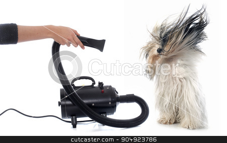 To use this stock image in your creative project, please select the size you need over to the right and click the "Add to Cart" button.
Your downloaded image will come with the Cutcaster watermark removed so don’t worry about the watermark you see on this page. Hair dryer for dog stock photo, Hair dryer for dog in front of white background by Bonzami Emmanuelle