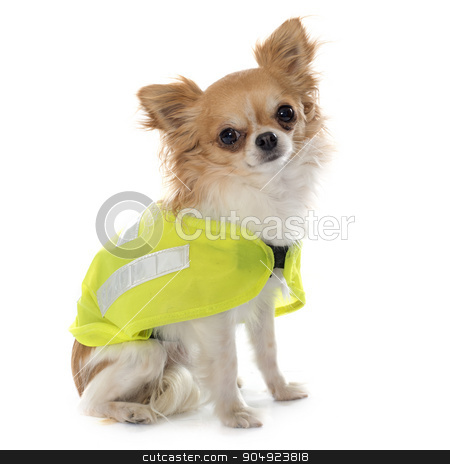 To use this stock image in your creative project, please select the size you need over to the right and click the "Add to Cart" button.
Your downloaded image will come with the Cutcaster watermark removed so don’t worry about the watermark you see on this page. chihuahua and security coat stock photo, chihuahua and security coat in front of white background by Bonzami Emmanuelle
