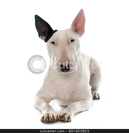 To use this stock image in your creative project, please select the size you need over to the right and click the "Add to Cart" button.
Your downloaded image will come with the Cutcaster watermark removed so don’t worry about the watermark you see on this page. female bull terrier stock photo, female bull terrier in front of white background by Bonzami Emmanuelle
