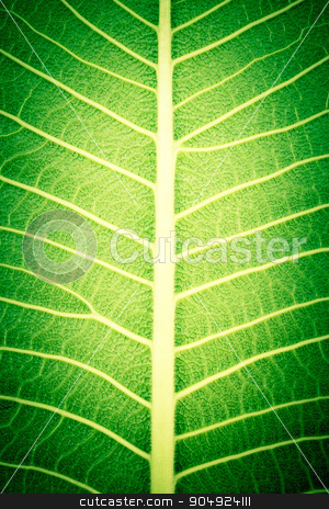 To use this stock image in your creative project, please select the size you need over to the right and click the "Add to Cart" button.
Your downloaded image will come with the Cutcaster watermark removed so don’t worry about the watermark you see on this page. texture of leaf stock photo, texture of leaf by stockdevil