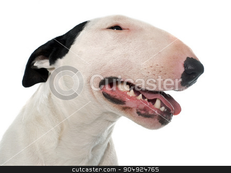 To use this stock image in your creative project, please select the size you need over to the right and click the "Add to Cart" button.
Your downloaded image will come with the Cutcaster watermark removed so don’t worry about the watermark you see on this page. female bull terrier stock photo, female bull terrier in front of white background by Bonzami Emmanuelle