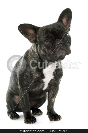 To use this stock image in your creative project, please select the size you need over to the right and click the "Add to Cart" button.
Your downloaded image will come with the Cutcaster watermark removed so don’t worry about the watermark you see on this page. brown french bulldog stock photo, brown french bulldog in front of white background by Bonzami Emmanuelle