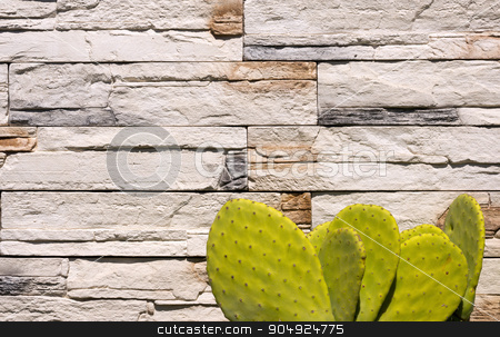 To use this stock image in your creative project, please select the size you need over to the right and click the "Add to Cart" button.
Your downloaded image will come with the Cutcaster watermark removed so don’t worry about the watermark you see on this page. Green Cactus on white Wall Stones stock photo, Detail of old cactus on a white and brown stone wall by catalby