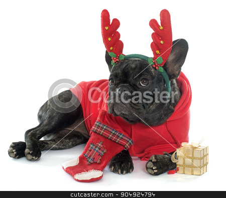 To use this stock image in your creative project, please select the size you need over to the right and click the "Add to Cart" button.
Your downloaded image will come with the Cutcaster watermark removed so don’t worry about the watermark you see on this page. dressed french bulldog stock photo, dressed french bulldog in front of white background by Bonzami Emmanuelle