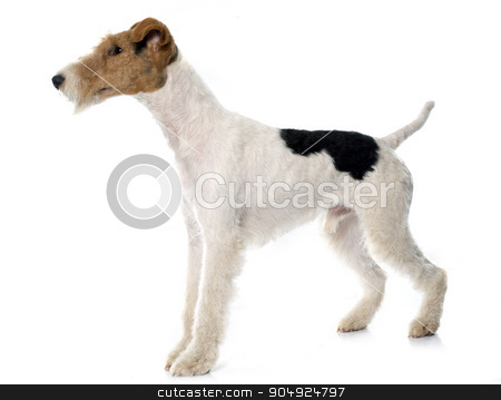 To use this stock image in your creative project, please select the size you need over to the right and click the "Add to Cart" button.
Your downloaded image will come with the Cutcaster watermark removed so don’t worry about the watermark you see on this page. purebred fox terrier stock photo, purebred fox terrier in front of white background by Bonzami Emmanuelle