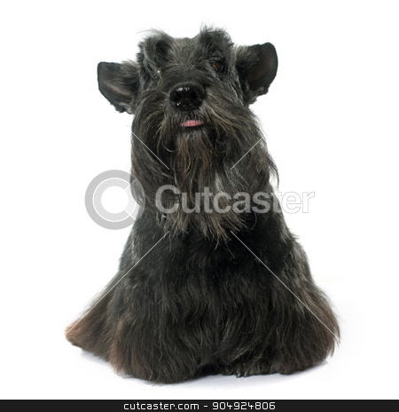 To use this stock image in your creative project, please select the size you need over to the right and click the "Add to Cart" button.
Your downloaded image will come with the Cutcaster watermark removed so don’t worry about the watermark you see on this page. old scottish terrier stock photo, old scottish terrier in front of white background by Bonzami Emmanuelle